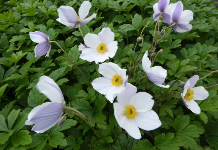 Anemone hybride 'Wild Swan'