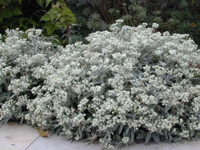 Anaphalis triplinervis