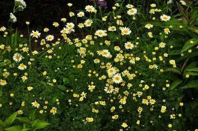 Anthemis hybrida (x) 'Sauce Hollandaise'