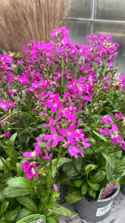 Arabis blepharophllya