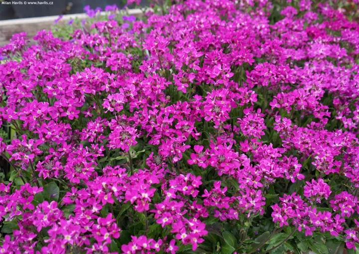 Arabis blepharophylla 'Rose Delight'