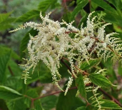 Aruncus dioicus