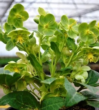 Helleborus argutifolius