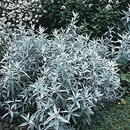Artemisia ludoviciana 'Silver Queen'