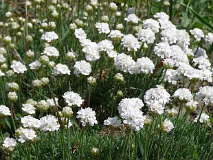 Armeria maritima 'Armanda Pink'