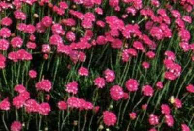 Armeria maritima 'Splendens'