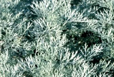 Artemisia 'Powis Castle'