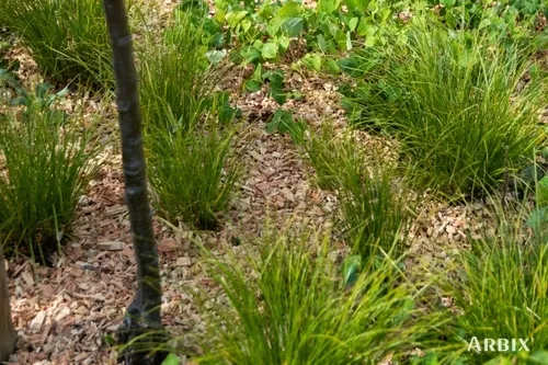 Arbix snippers STAMMIX KUBIEK