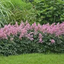 Astilbe arendsii 'Bressingham Beauty'