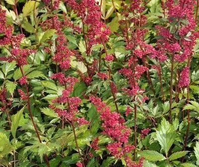 Astilbe arendsii (x) 'Fanal'
