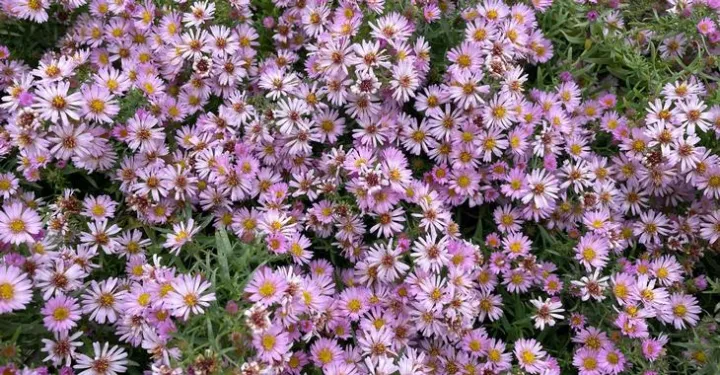 Aster amethystinus 'JS Trendwende'