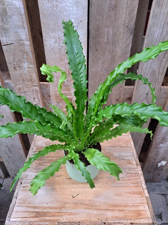 Asplenium antiquum 'Osaka'