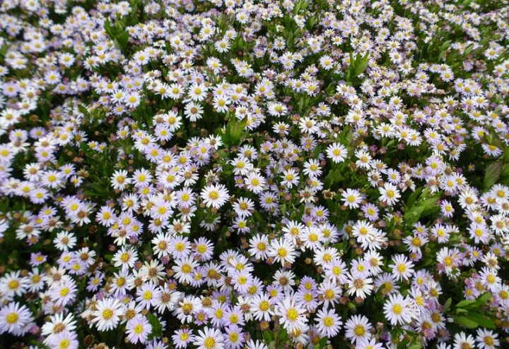 Aster ageratoides 'Stardust'