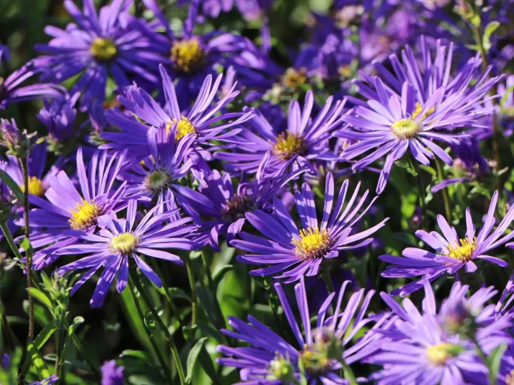 Aster amellus 'Veilchenkonigin'