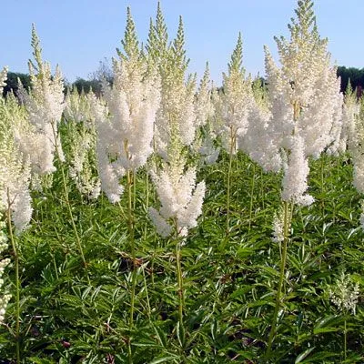 Astilbe arendsii (x) 'Weisse Gloria'