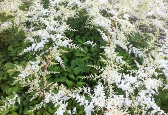 Astilbe chinensis 'Brautschleier'