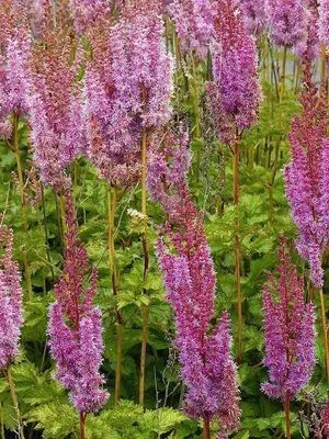 Astilbe chinensis 'Superba''