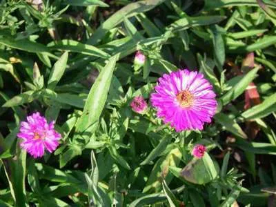 Aster dumosus 'Anneke'
