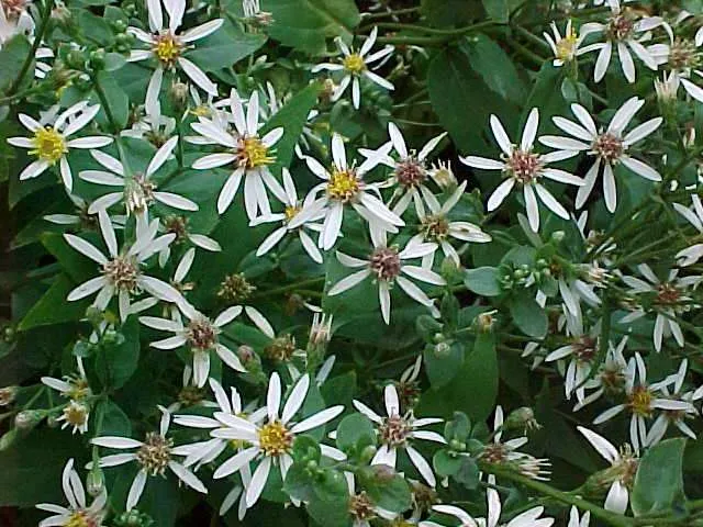 Aster divaricatus
