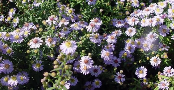 Aster ericoides 'Blue Star'