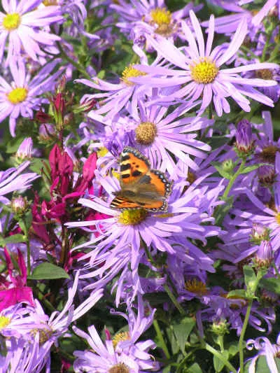 Aster frikartii (x) 'Mönch'