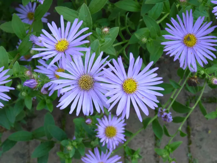 Aster frikartii 'Wunder von Stafa'