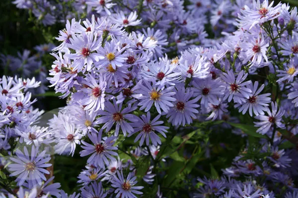 Aster cordifolius 'Little Carlow'
