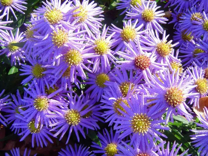 Aster dumosus 'Prof. Anton Kippenberg'