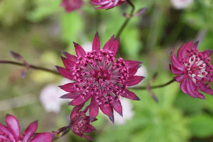 Astrantia 'Ruby Star'®