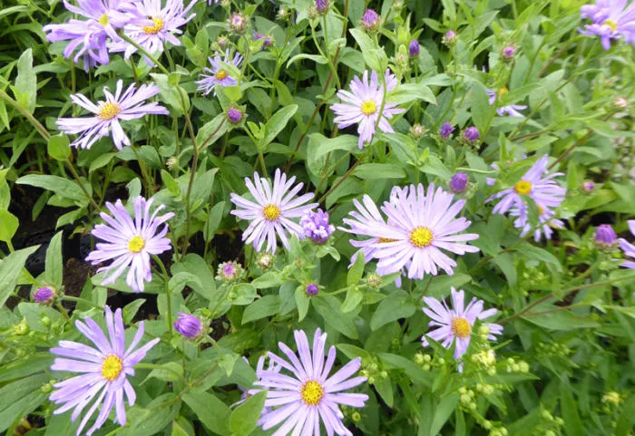 Aster thomsonii