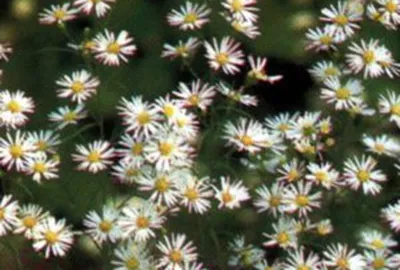 Aster universum 'Monte Cassino'