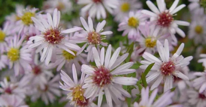 Aster universum 'Pink Cloud'