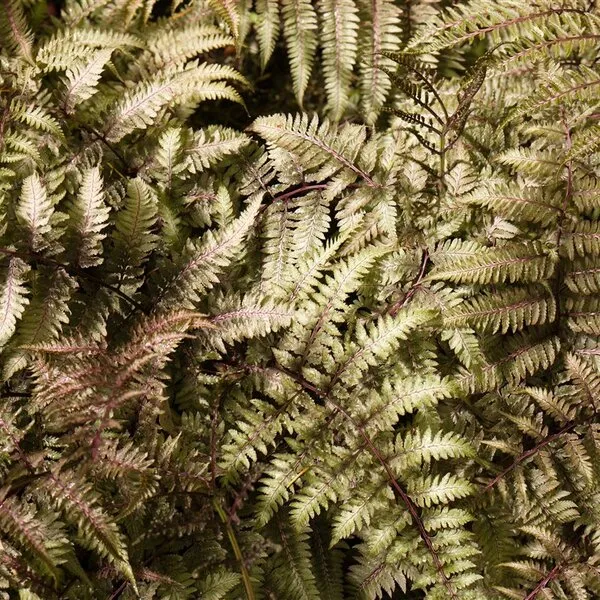 Athyrium niponicum 'Metallicum'