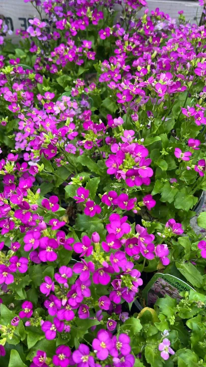 Arabis caucasica 'Pinkie'