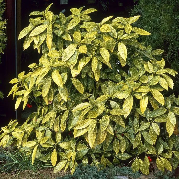 Aucuba jap. 'Crotonifolia Gold'