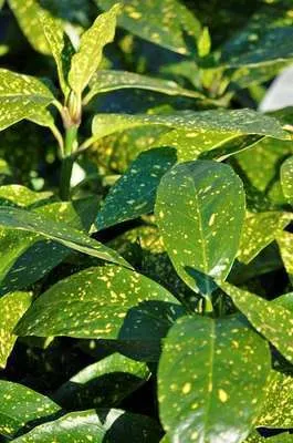 Aucuba jap. 'Variegata'