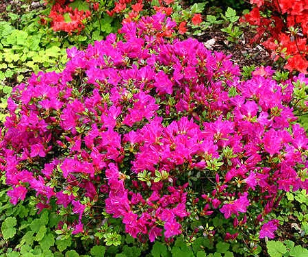 Azalea japonica