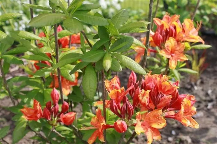 Azalea knaphill 'Golden Eagle'