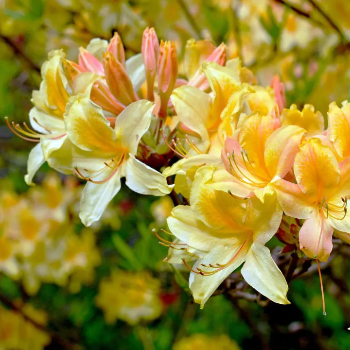 Azalea knaphill 'Harvest Moon'