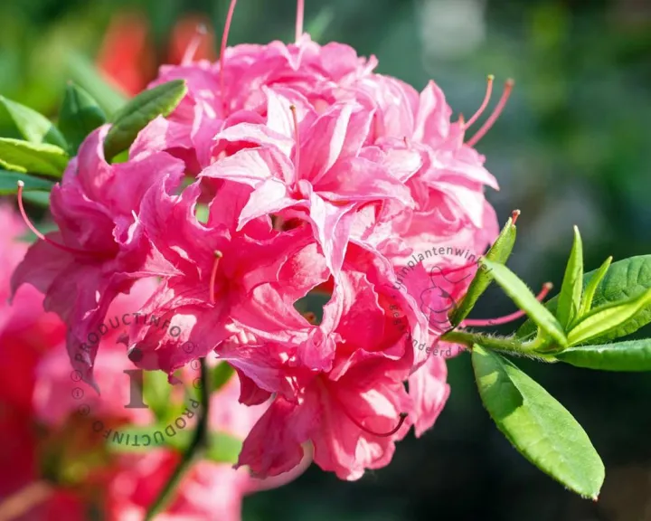 Azalea knaphill 'Homebush'