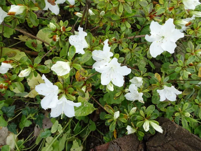 Azalea 'Pleasant white'