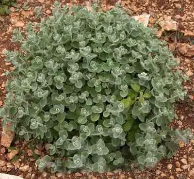 Ballota pseudodictamnus