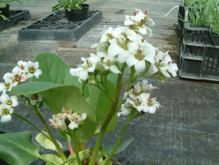 Bergenia 'Bressingham White'