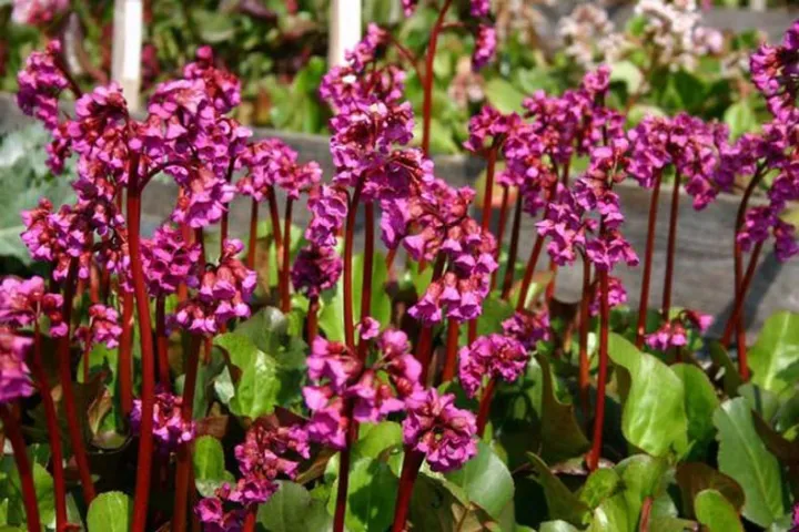 Bergenia cordifolia