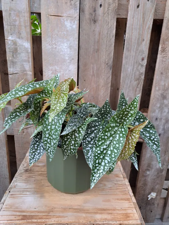 Begonia 'Double Dot'
