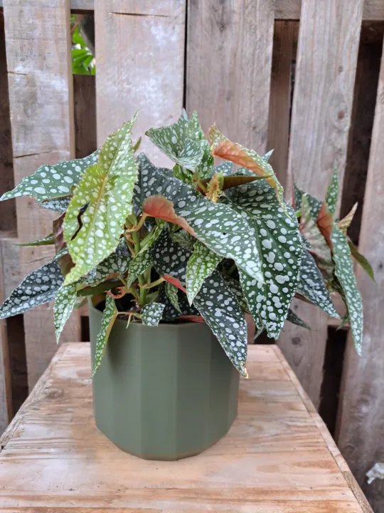 Begonia 'Double Dot'