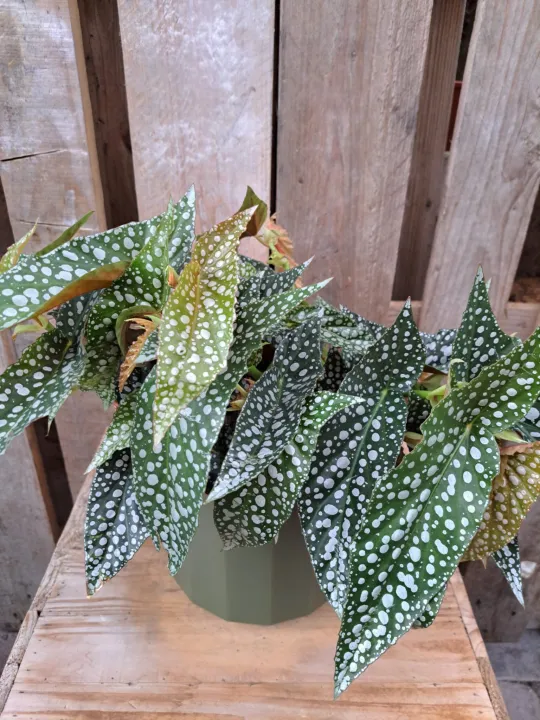 Begonia 'Double Dot'