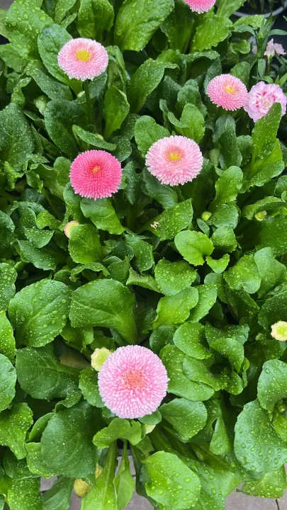 Bellis perinnis