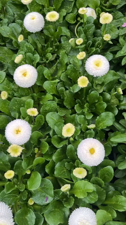 Bellis perinnis