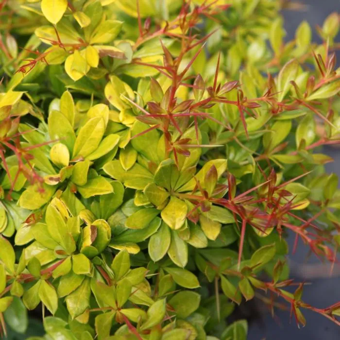 Berberis media 'Dual Jewel'